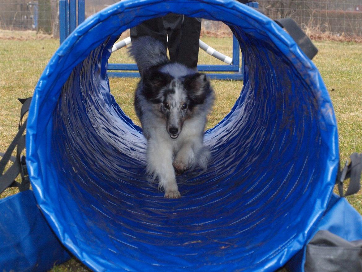 Shetland sheepdog Shenaja Blue Star On The Sky - Chicha <3 - Dygtige Chicha! :-) - 2011. billede 13