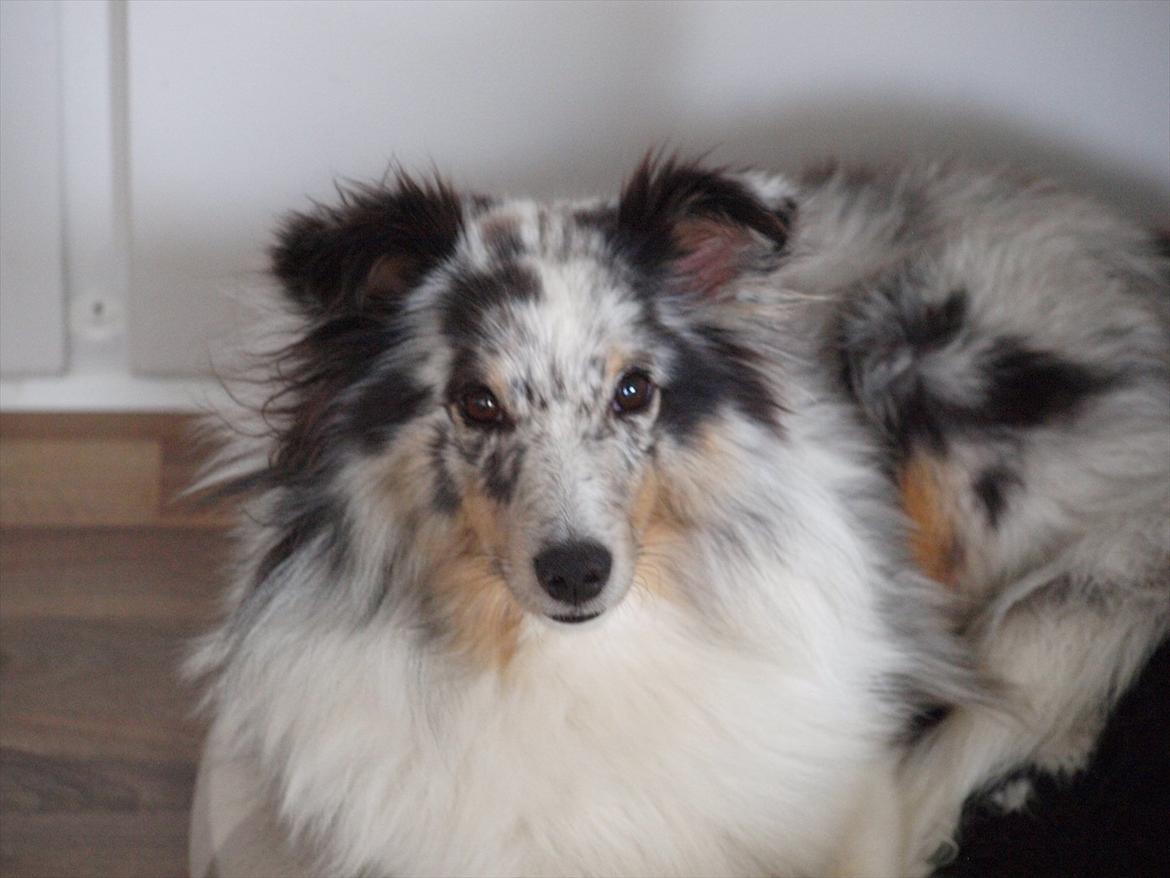 Shetland sheepdog Shenaja Blue Star On The Sky - Chicha <3 - Chicha, 2011<3 billede 14