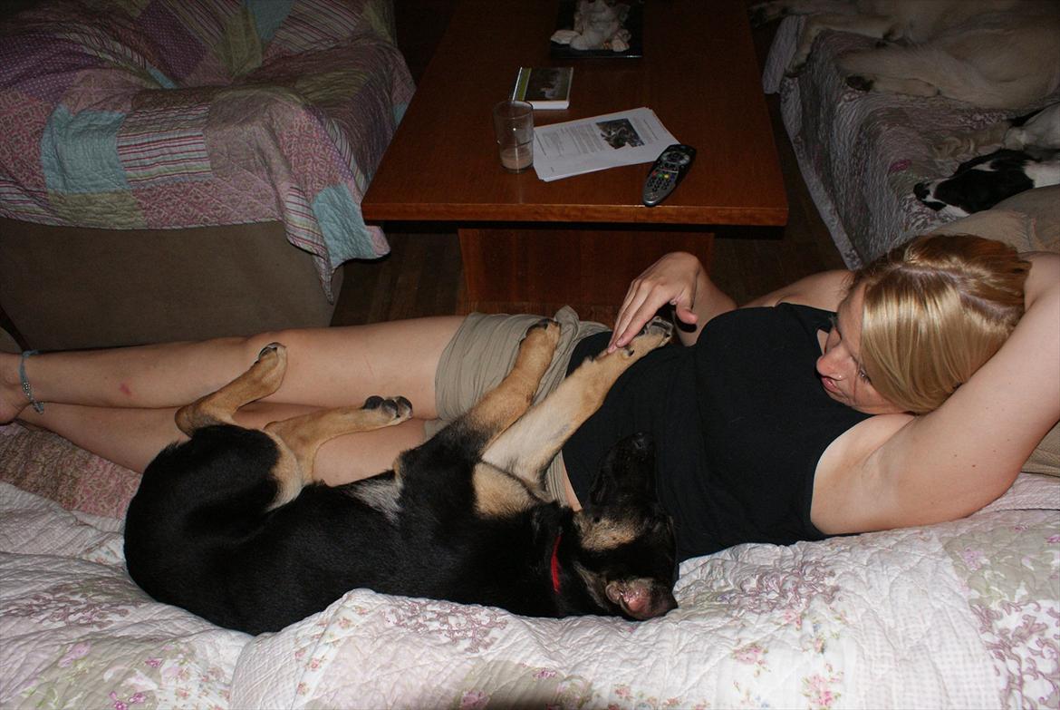 Schæferhund Juice 17/2-2011 - 7/9-2021 - hygge med Sarah i sofaen..zzzzzz billede 32