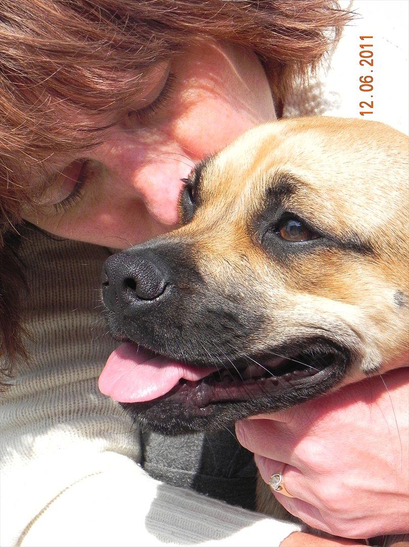 Blanding af racer Zora :-D<33 (Elsket!) - Vores dejlig vovse :-)<3 billede 14