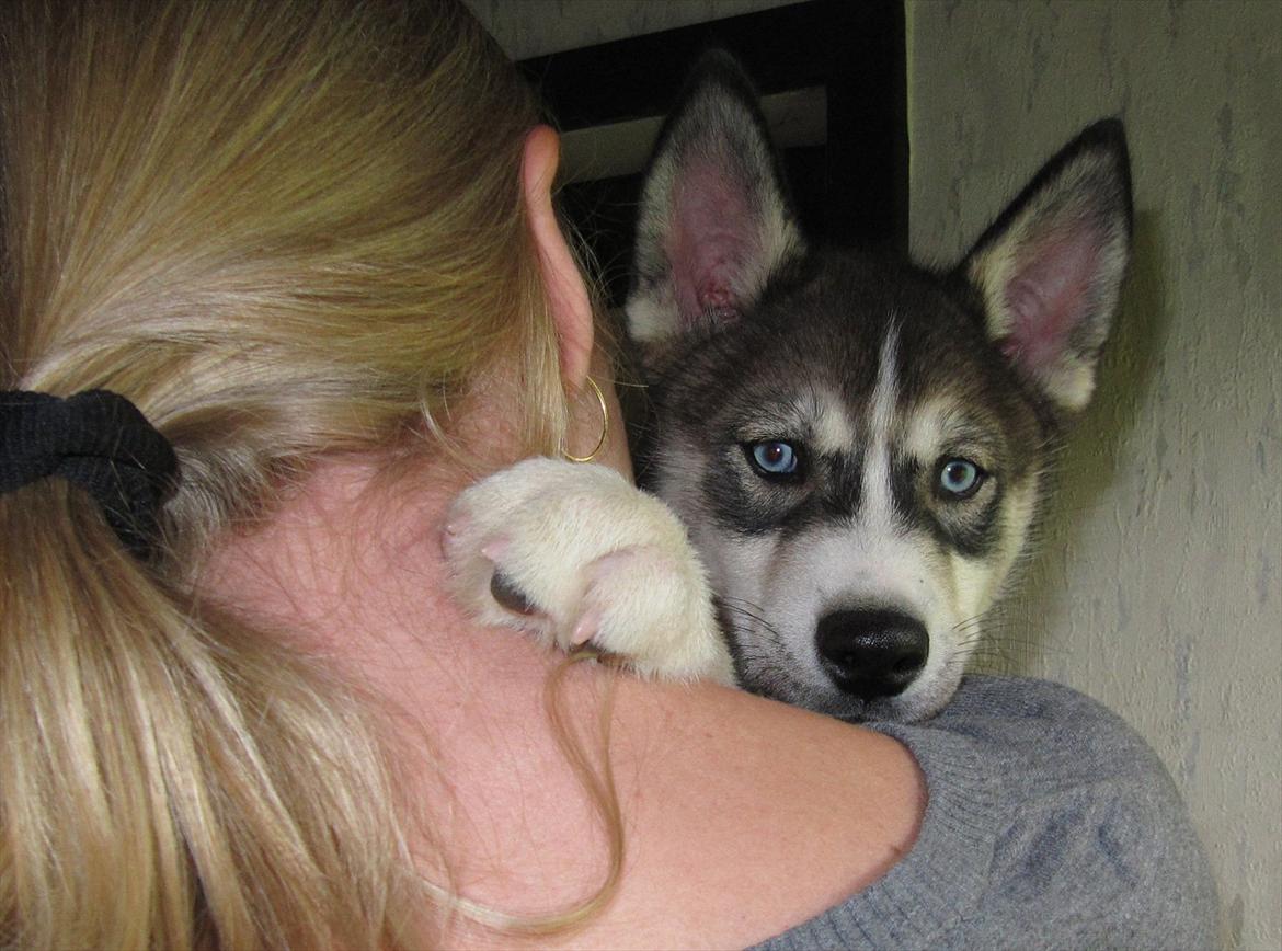 Siberian husky Neo (Setzoniaze's Runner of Jubilee)[Himmelhund] - Så kom dagen endelig, hvor Neo skulle flytte hjemmefra, 10 uger og 5 dage gammel billede 4