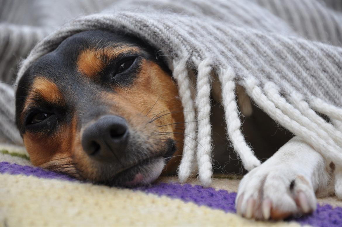 Dansk svensk gaardhund Björk<'3 - 1 # Hyggehunden<3 Foto: AFH 11.08.11 billede 4