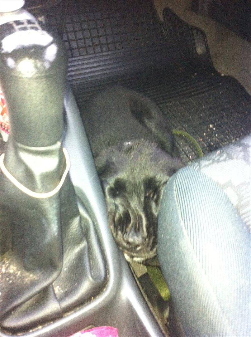 Blanding af racer Pax - Han må have ligget godt for han sov godt nok tungt (9½ uge gammel) billede 7