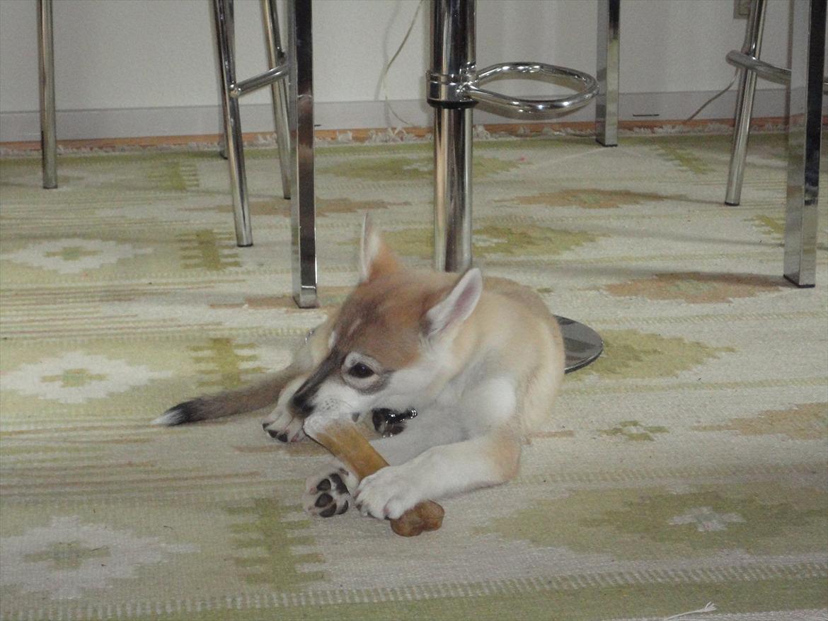 Tamaskan Dog Indiana - "Matsi" - 10 uger billede 11