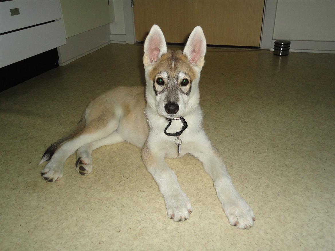 Tamaskan Dog Indiana - "Matsi" - 11 uger billede 13