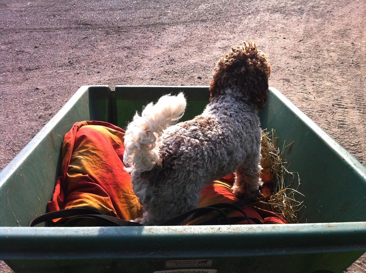 Lagotto romagnolo Balu - Balu med oppe ved mine krikker, der er bare intet bedre end at blive kørt rundt i trllebøren :-P billede 8