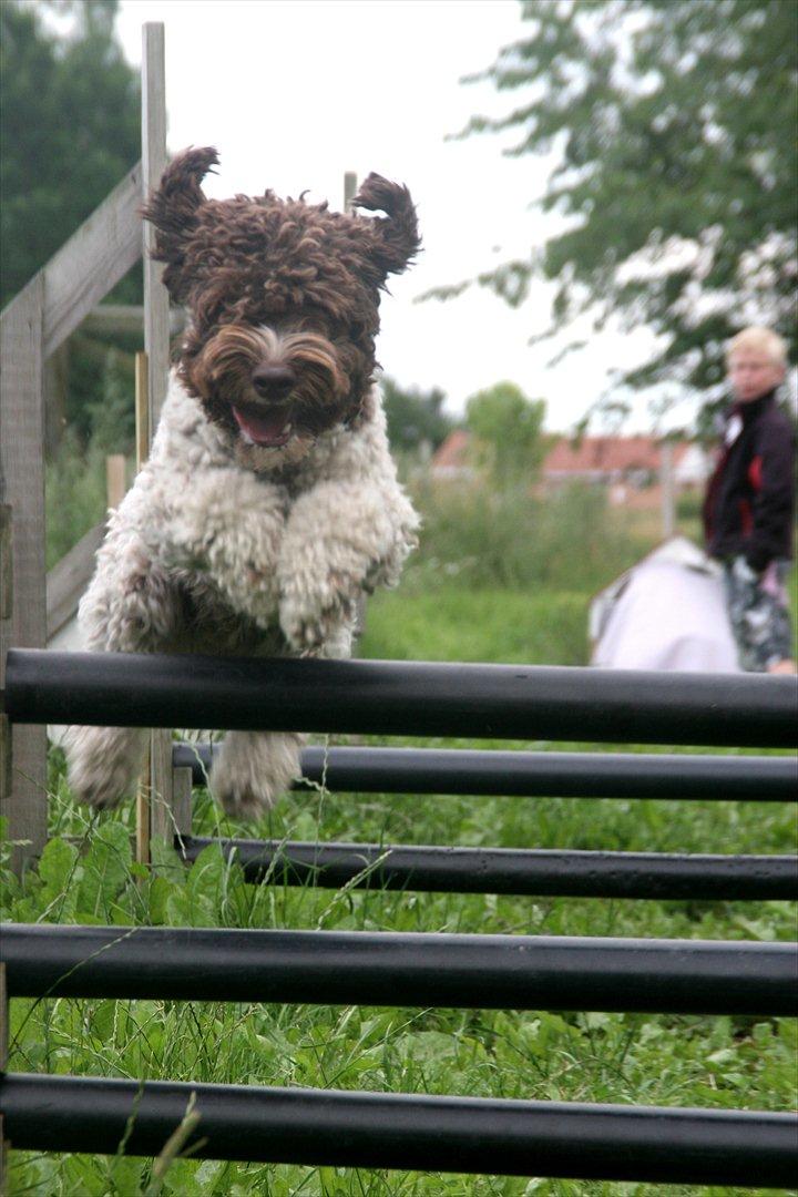 Lagotto romagnolo Balu - Dejlige vuffer! :-) billede 13