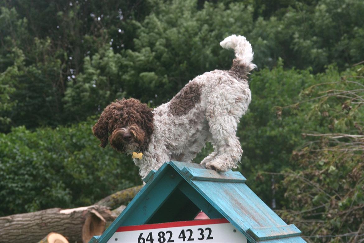 Lagotto romagnolo Balu - Typisk Balu! :-P "Sagde du noget??" <3 billede 14