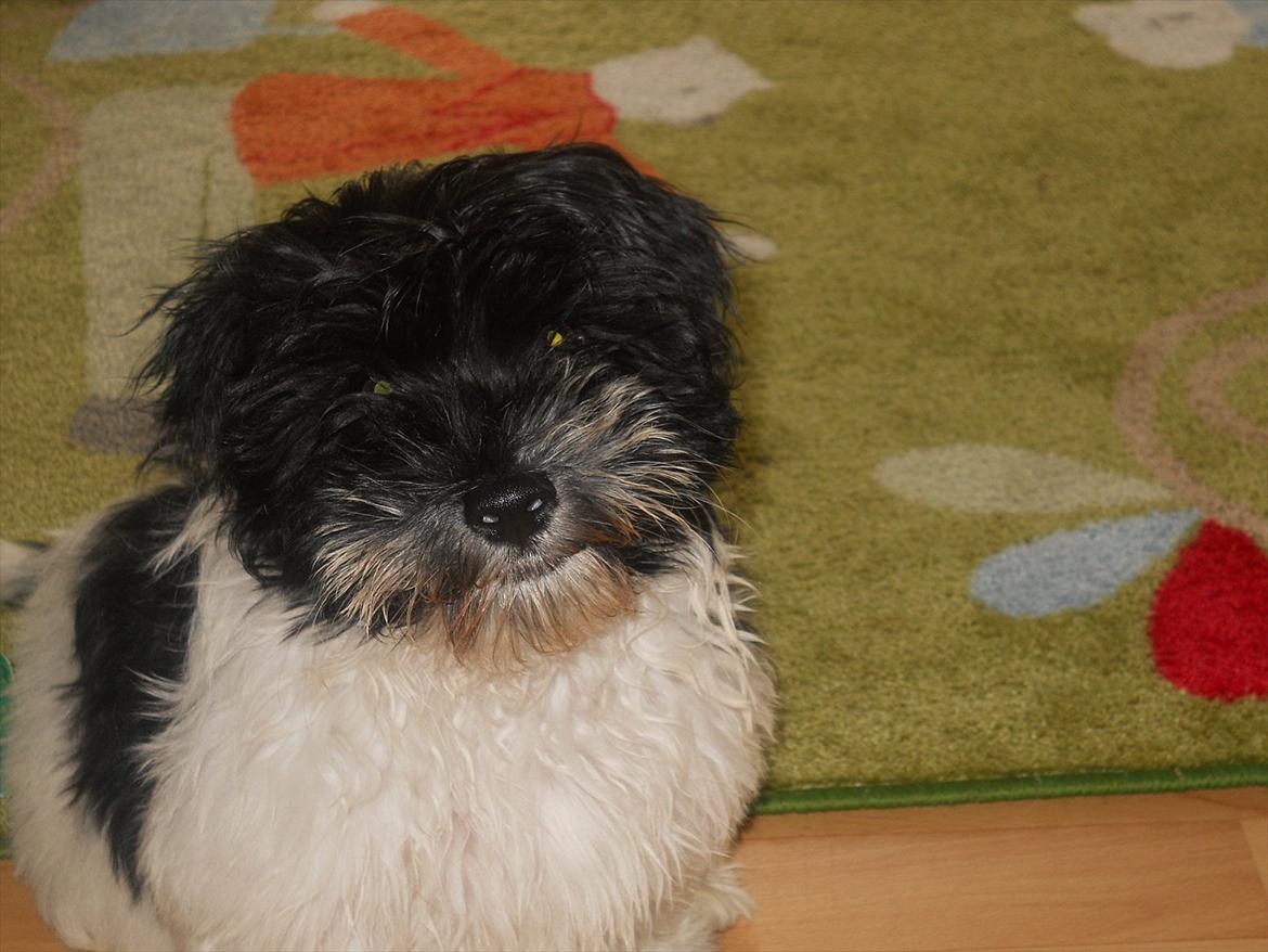 Bichon havanais calleø Pretty Bear`s Raymond (Hannibal) billede 9