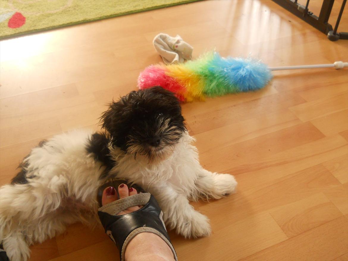 Bichon havanais calleø Pretty Bear`s Raymond (Hannibal) billede 10