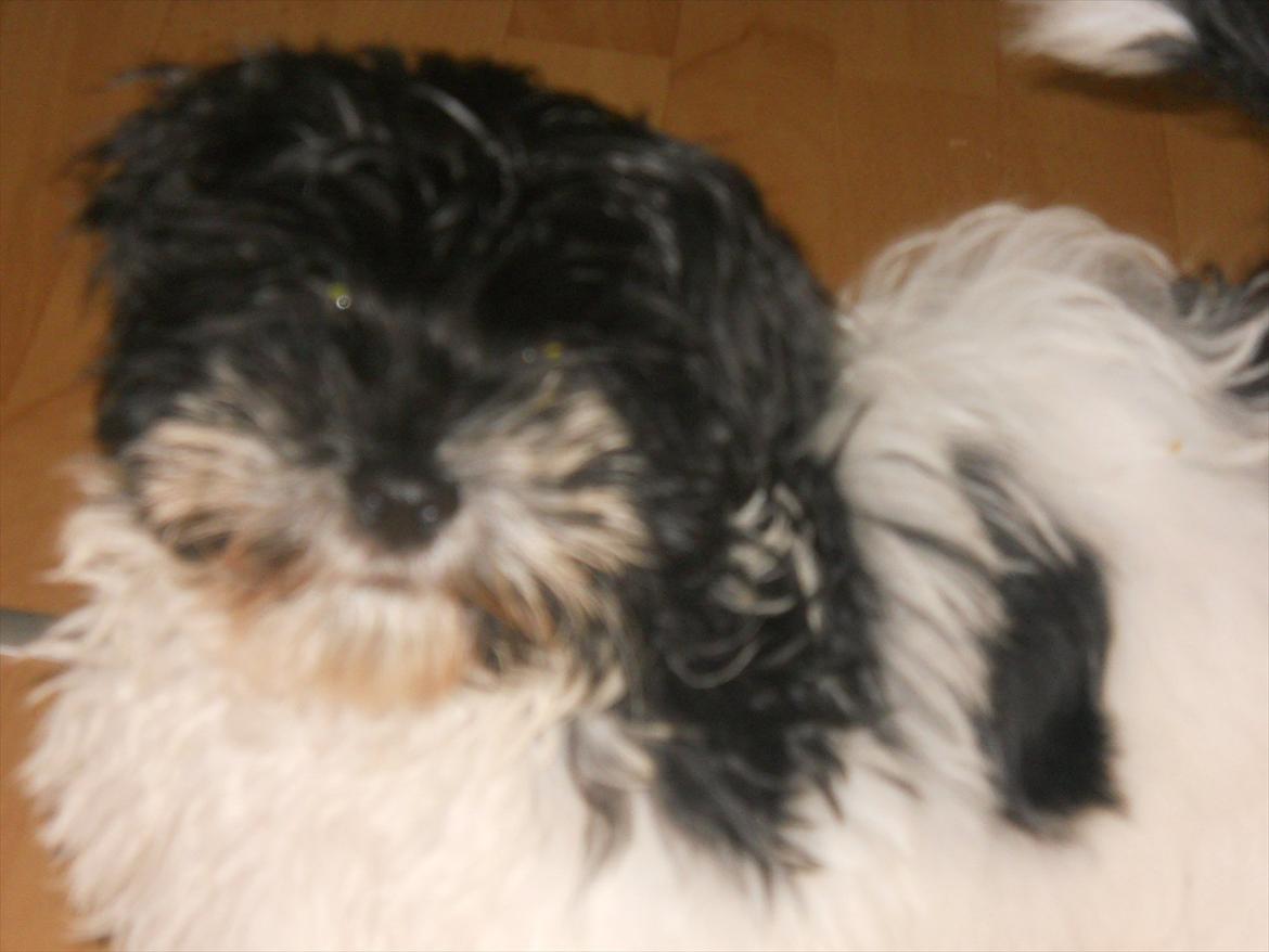 Bichon havanais calleø Pretty Bear`s Raymond (Hannibal) billede 11