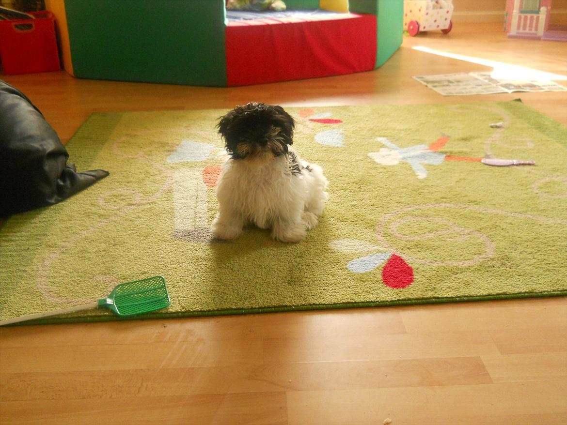 Bichon havanais calleø Pretty Bear`s Raymond (Hannibal) billede 12