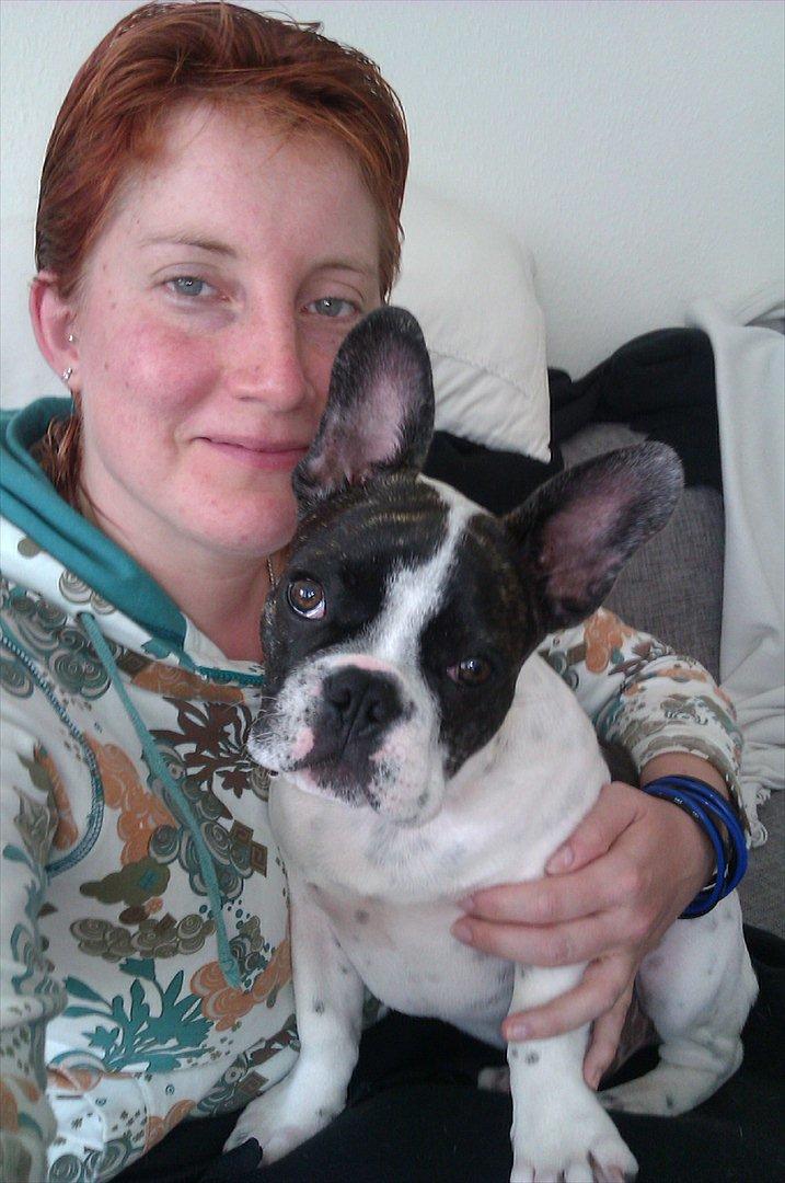 Fransk bulldog Gimli - Lidt morgentrætte, men vi hygger :) billede 13