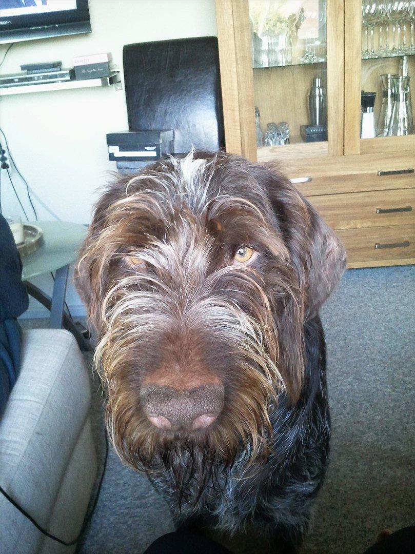 Ruhåret hønsehund Pluto (Himmelhund) billede 1