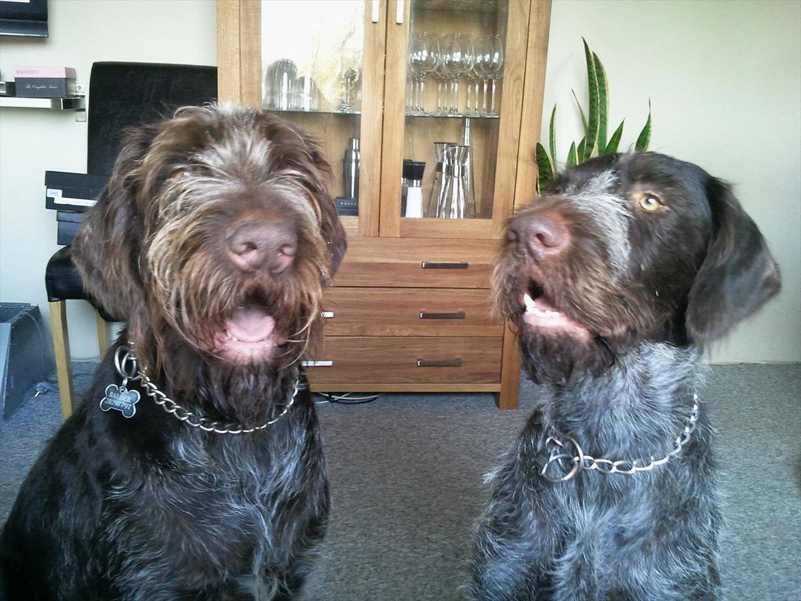 Ruhåret hønsehund Pluto (Himmelhund) billede 2