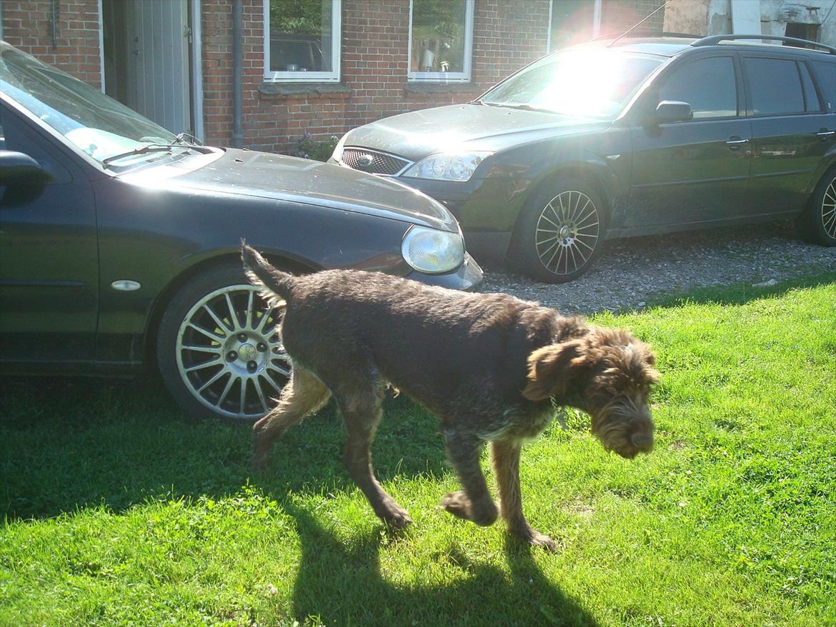 Ruhåret hønsehund Pluto (Himmelhund) billede 3