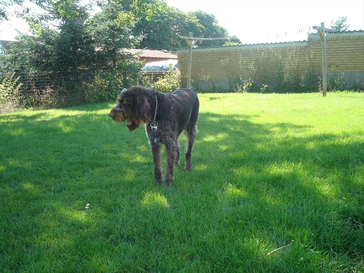 Ruhåret hønsehund Pluto (Himmelhund) billede 4