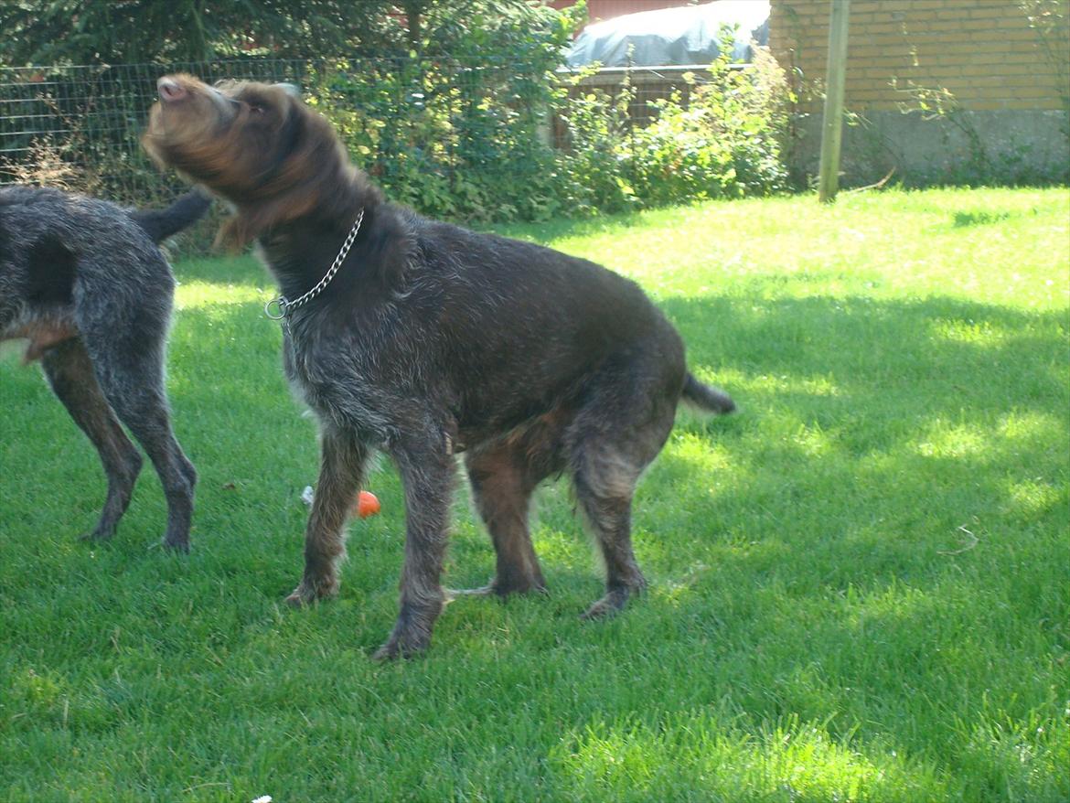 Ruhåret hønsehund Pluto (Himmelhund) billede 5