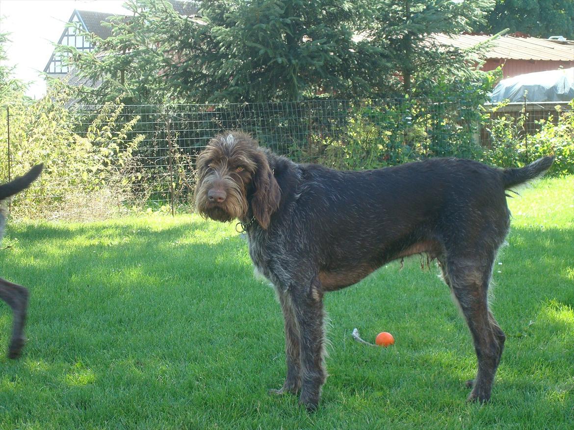 Ruhåret hønsehund Pluto (Himmelhund) billede 6