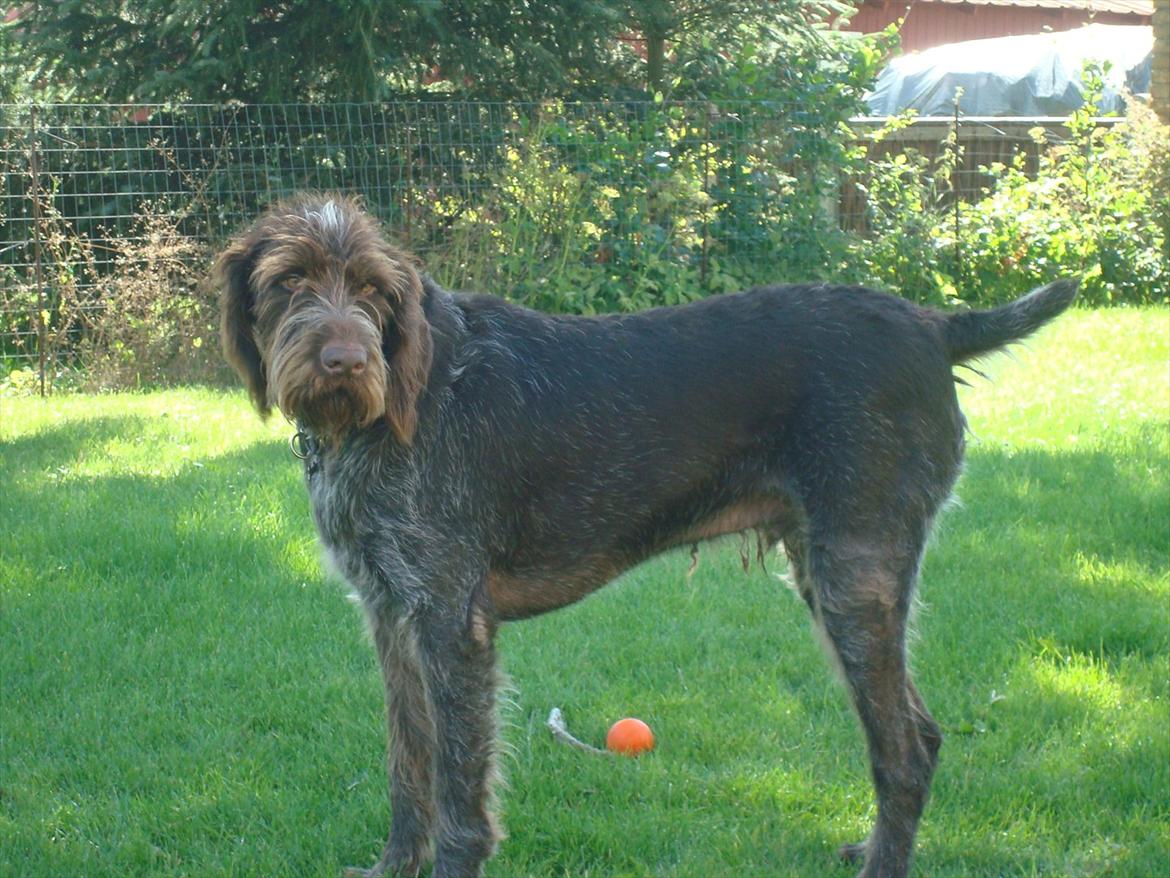 Ruhåret hønsehund Pluto (Himmelhund) billede 7