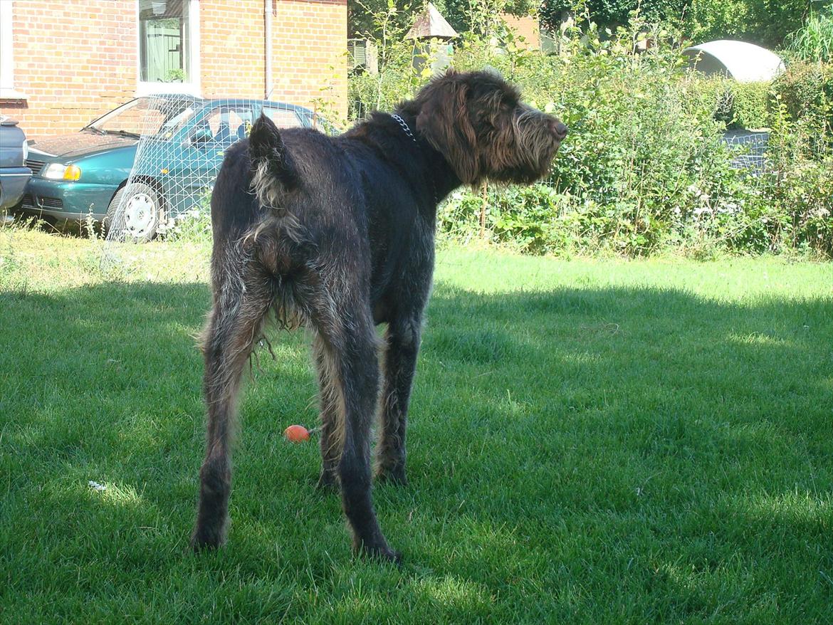 Ruhåret hønsehund Pluto (Himmelhund) billede 8