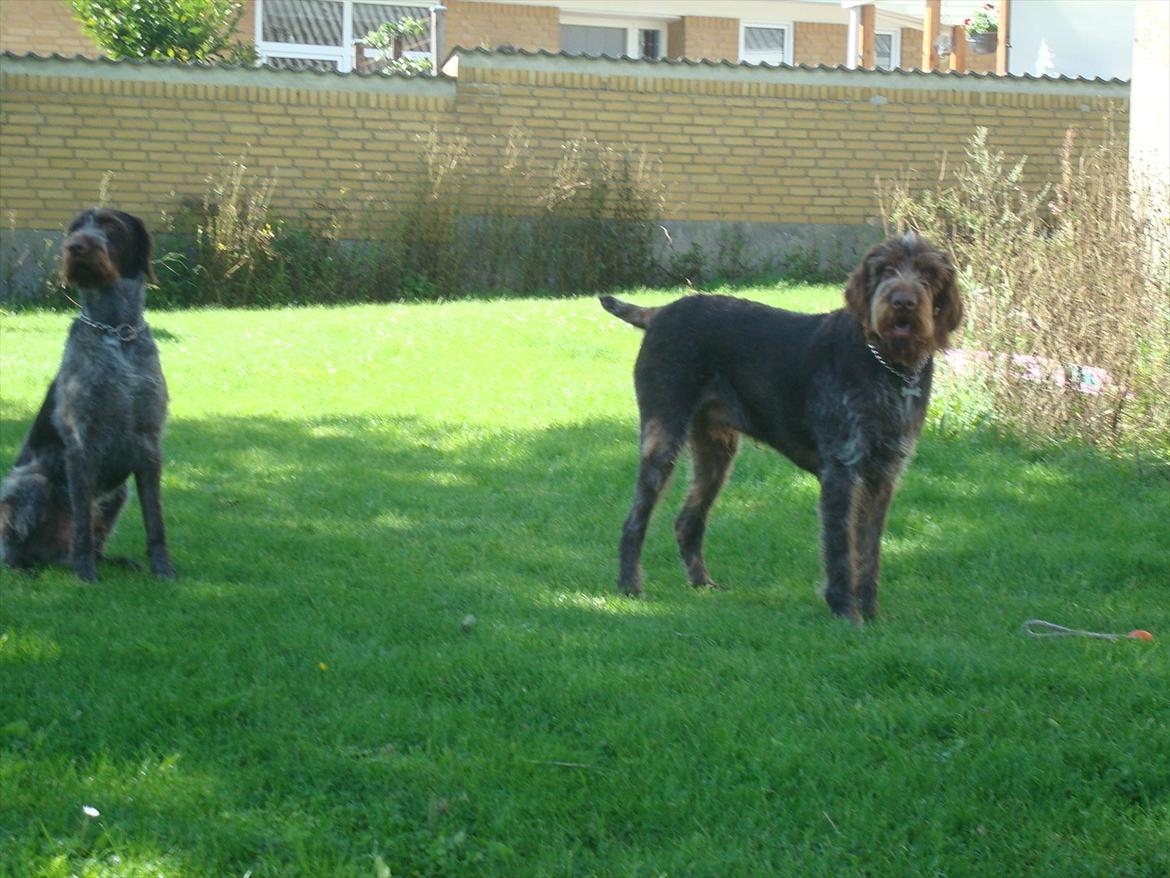 Ruhåret hønsehund Pluto (Himmelhund) billede 9