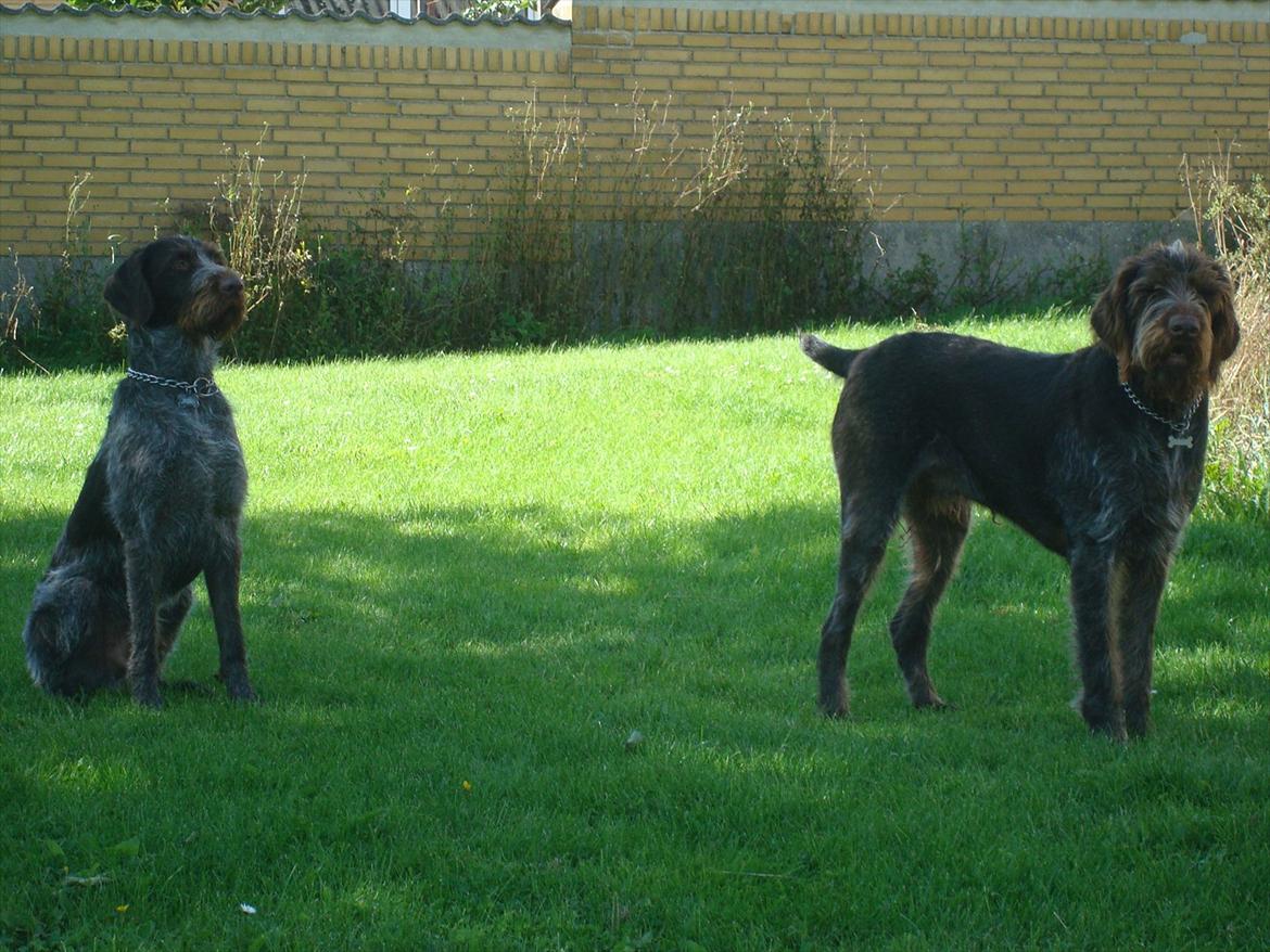 Ruhåret hønsehund Balder - Balder til venstre billede 17
