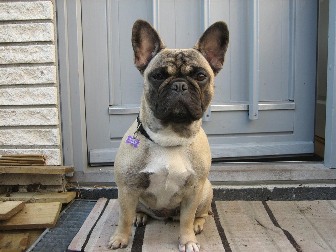 Fransk bulldog Lilly billede 1