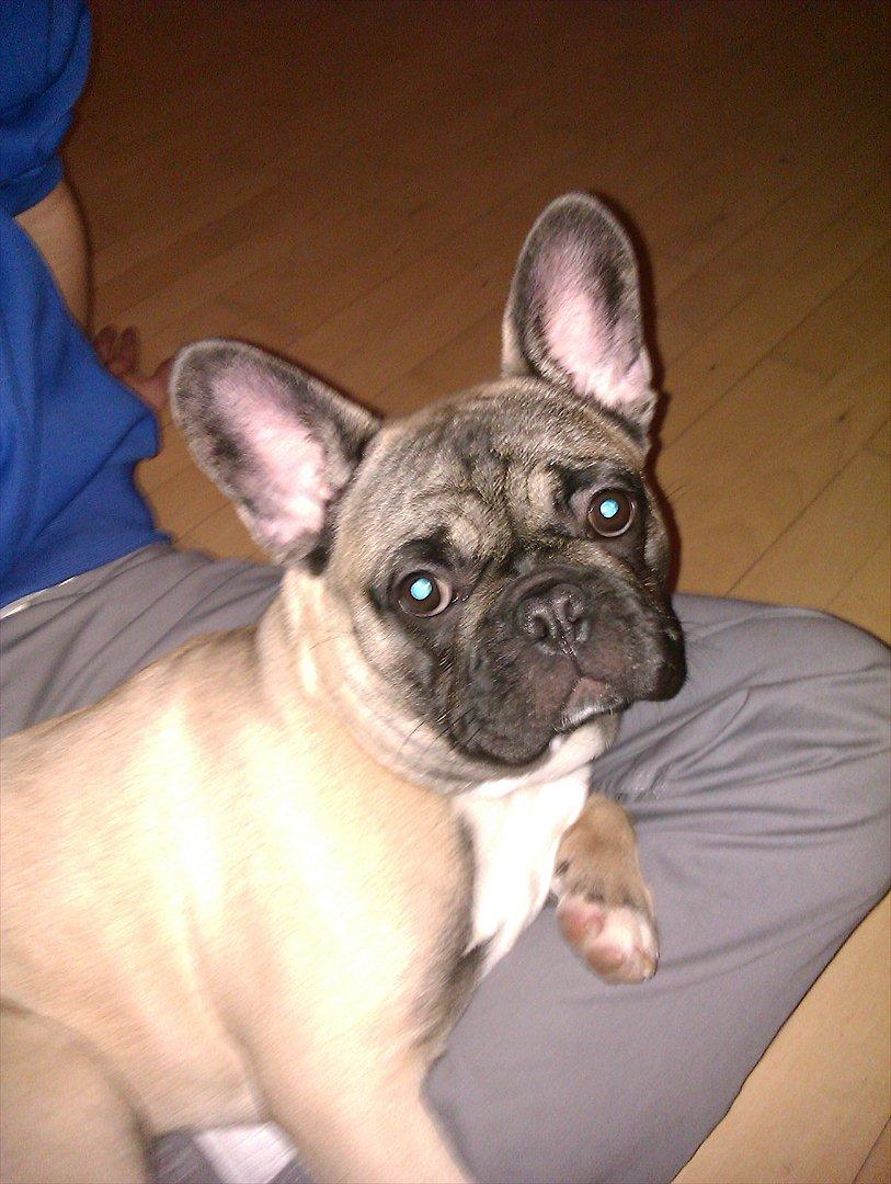 Fransk bulldog Lilly billede 2