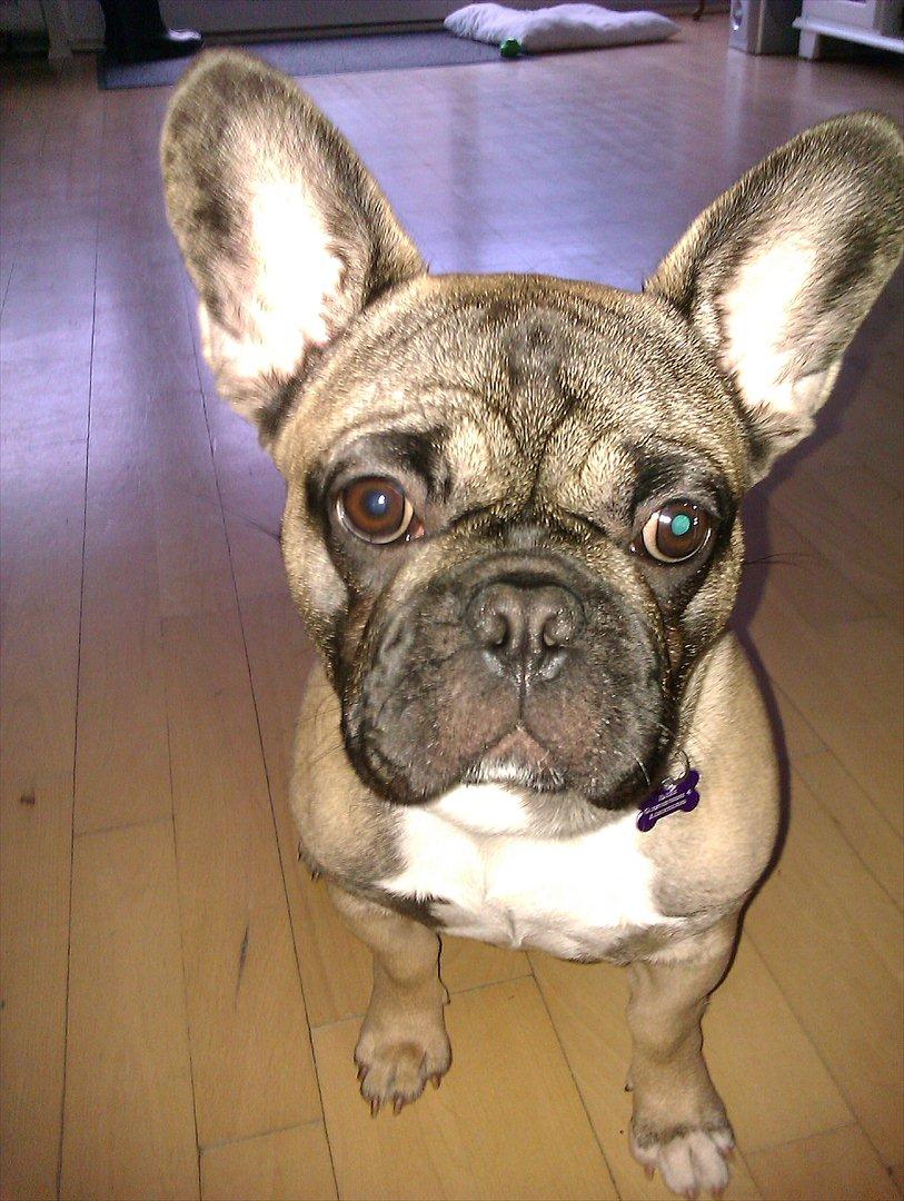 Fransk bulldog Lilly billede 3