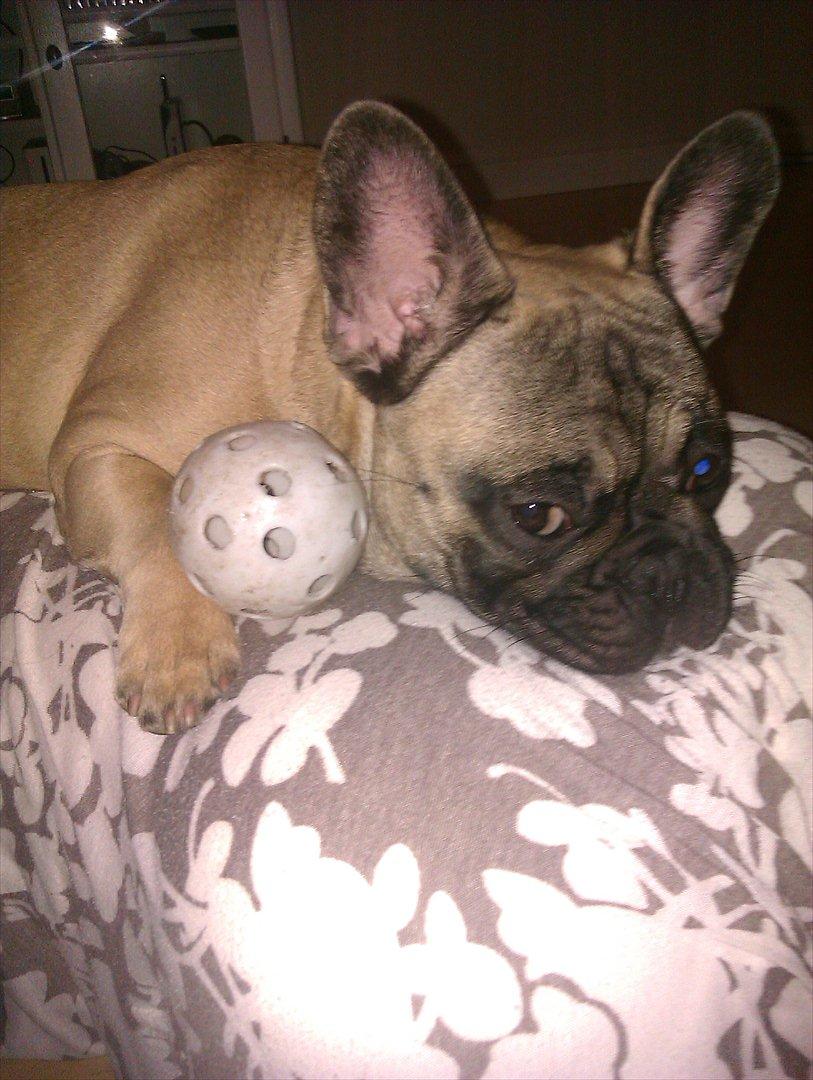 Fransk bulldog Lilly billede 4