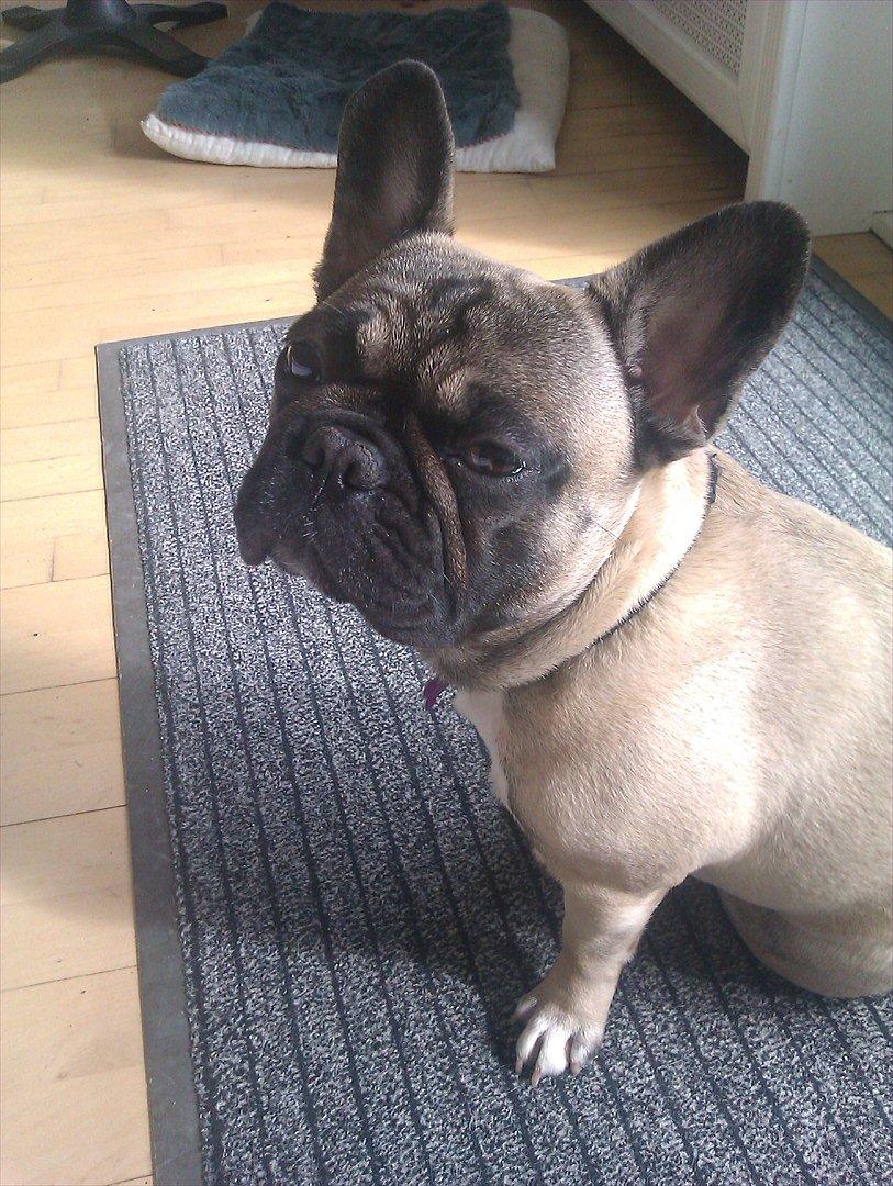 Fransk bulldog Lilly billede 5