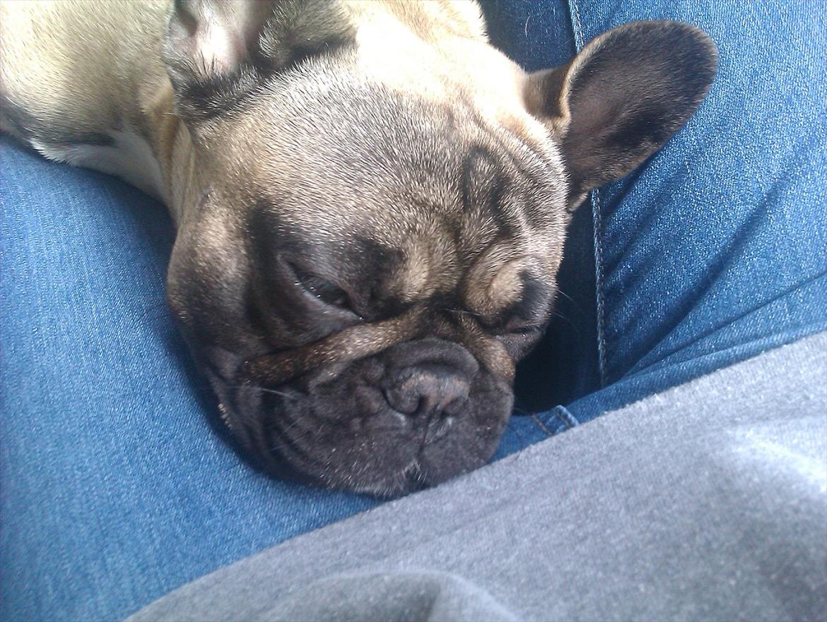 Fransk bulldog Lilly billede 6