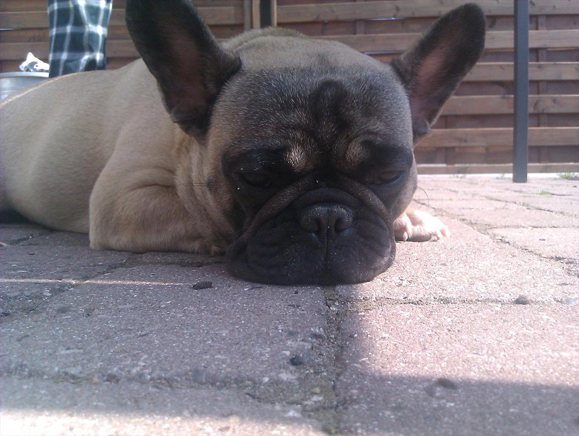 Fransk bulldog Lilly billede 7