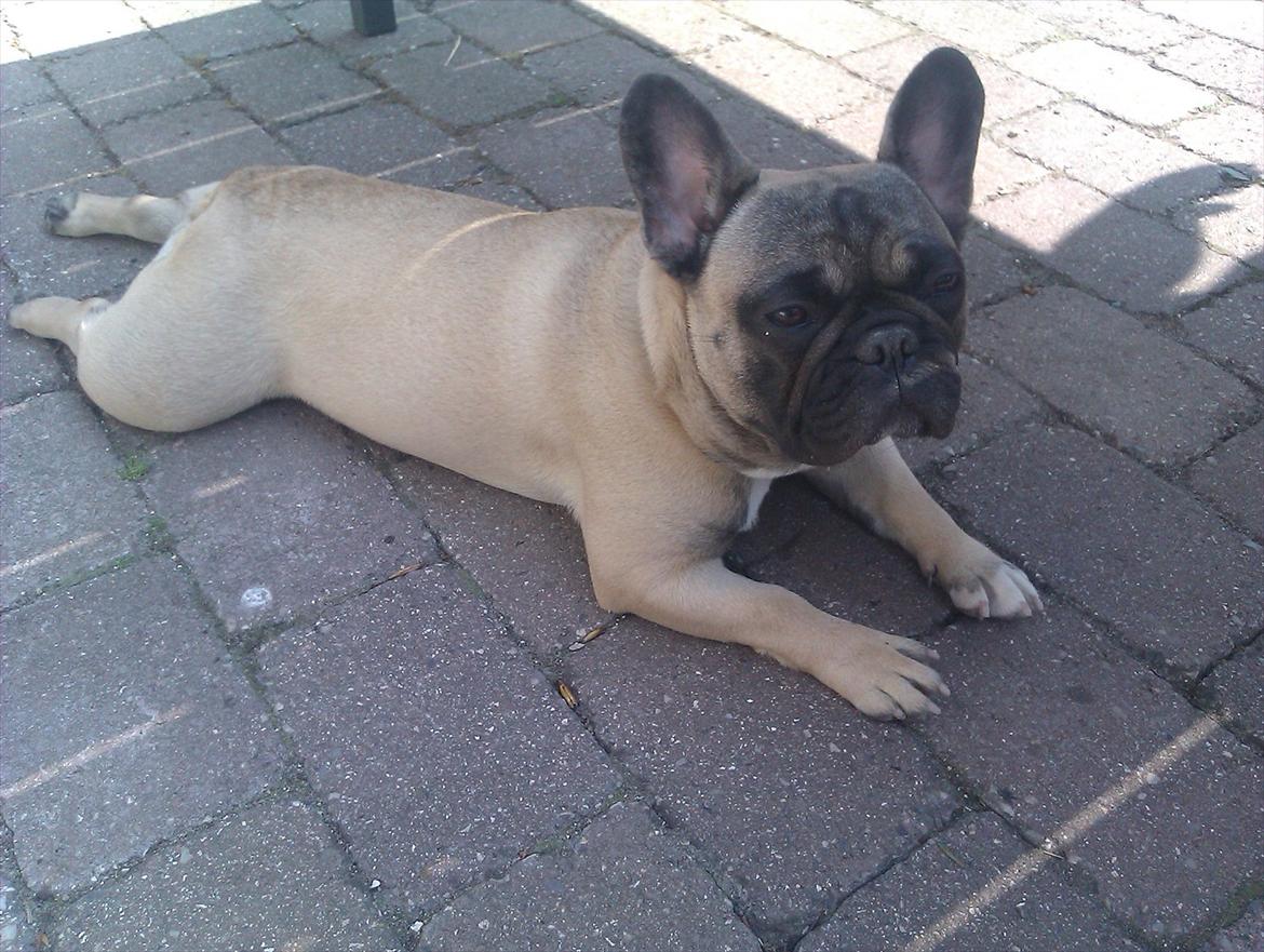 Fransk bulldog Lilly billede 8