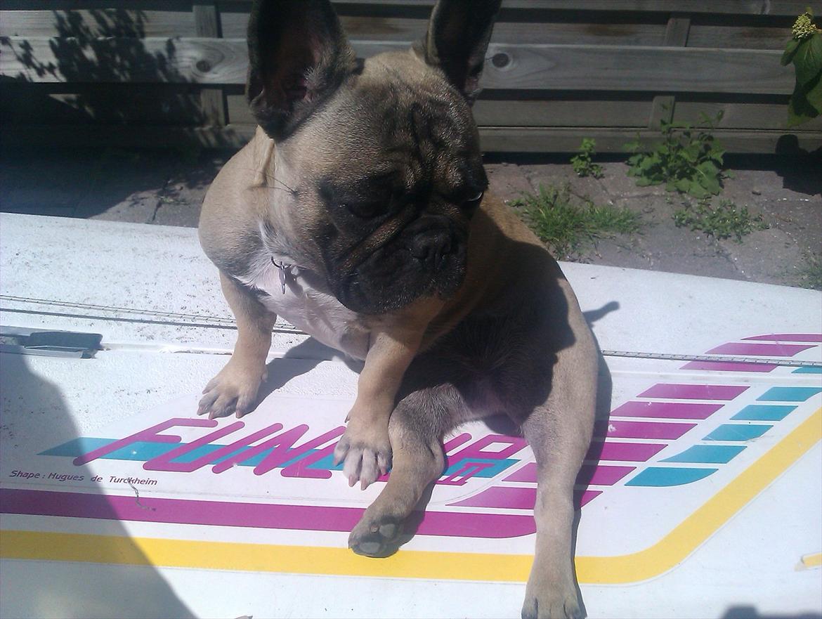 Fransk bulldog Lilly billede 9