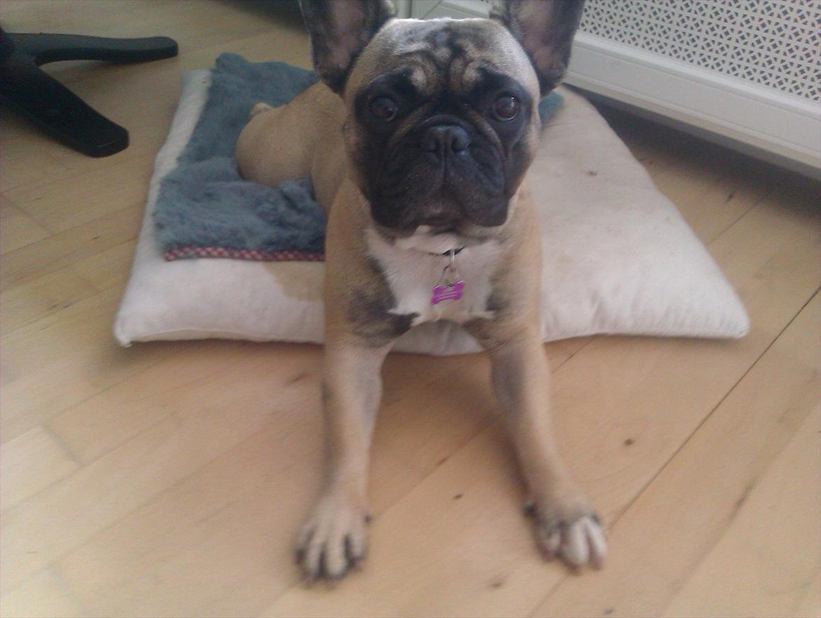 Fransk bulldog Lilly billede 10
