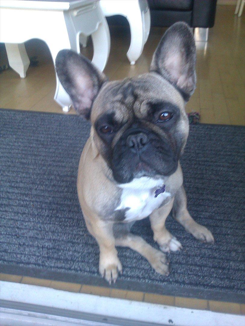 Fransk bulldog Lilly billede 11