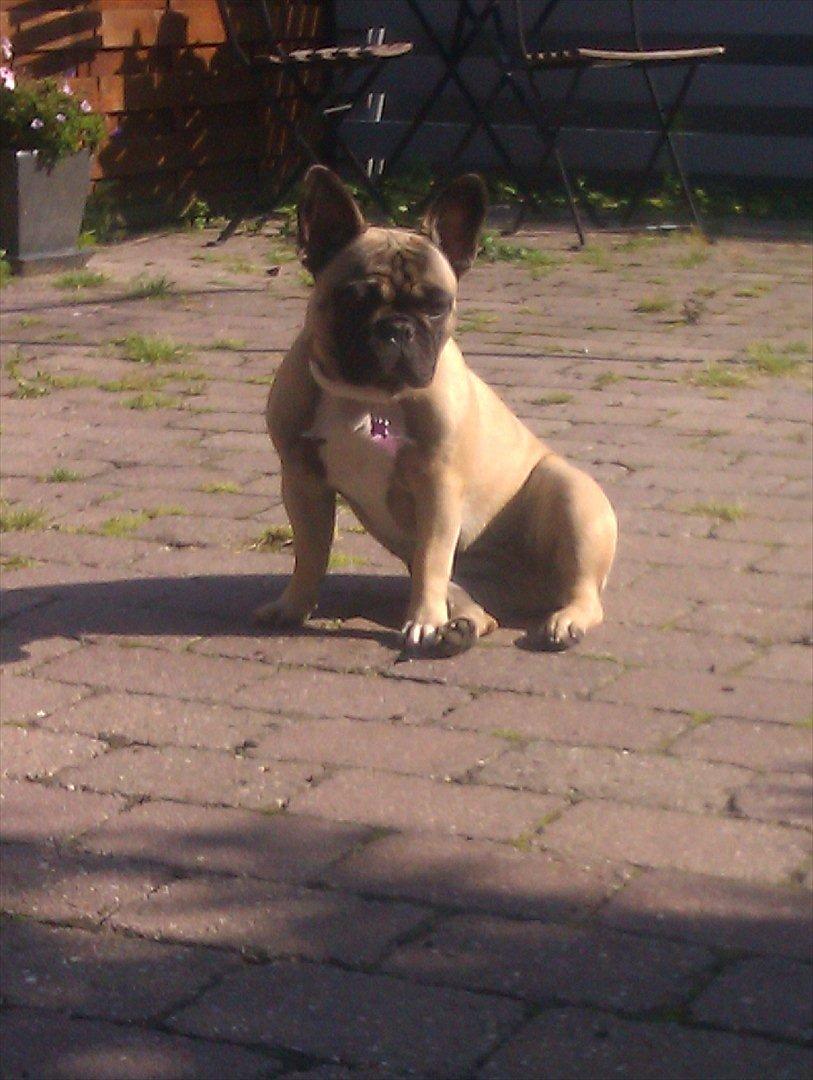 Fransk bulldog Lilly billede 12