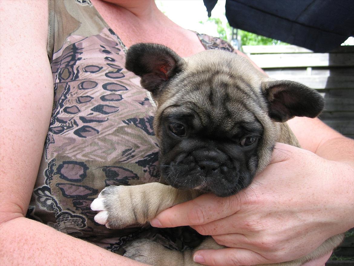 Fransk bulldog Lilly billede 13