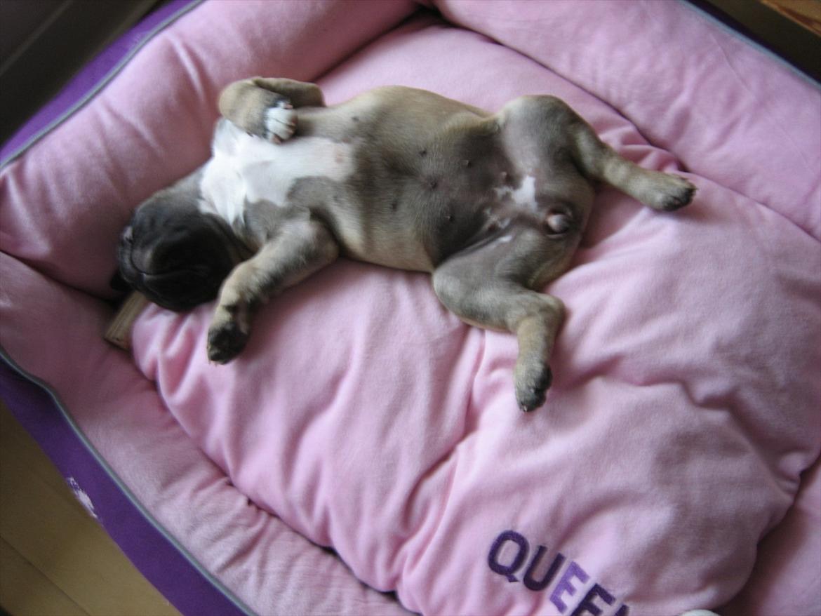 Fransk bulldog Lilly billede 14