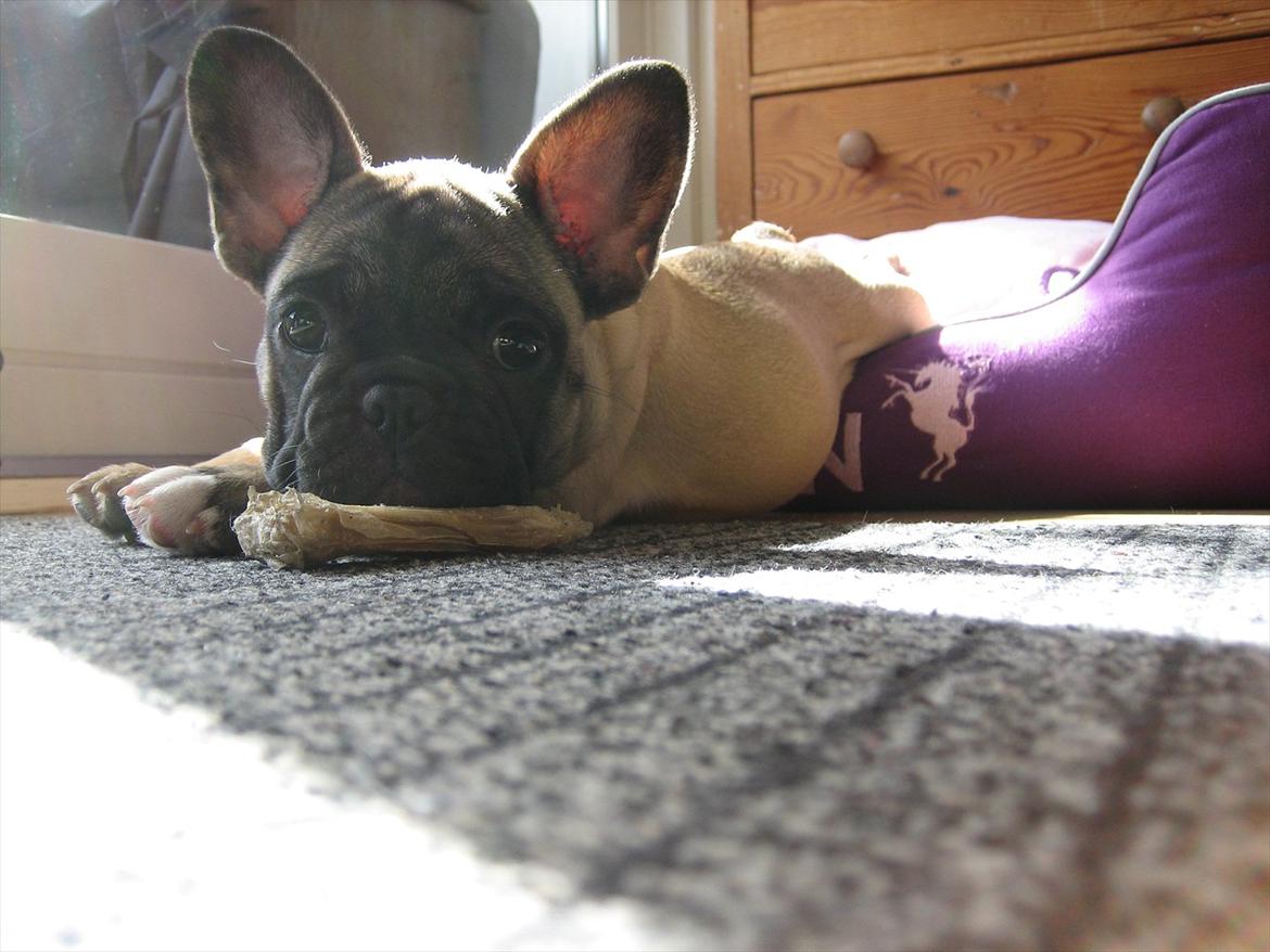 Fransk bulldog Lilly billede 15