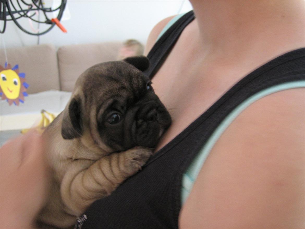 Fransk bulldog Lilly billede 16