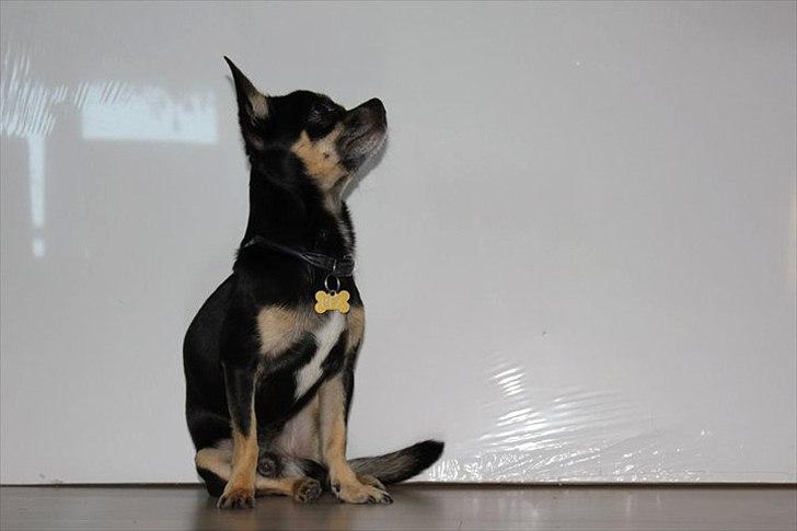 Chihuahua Rex billede 2