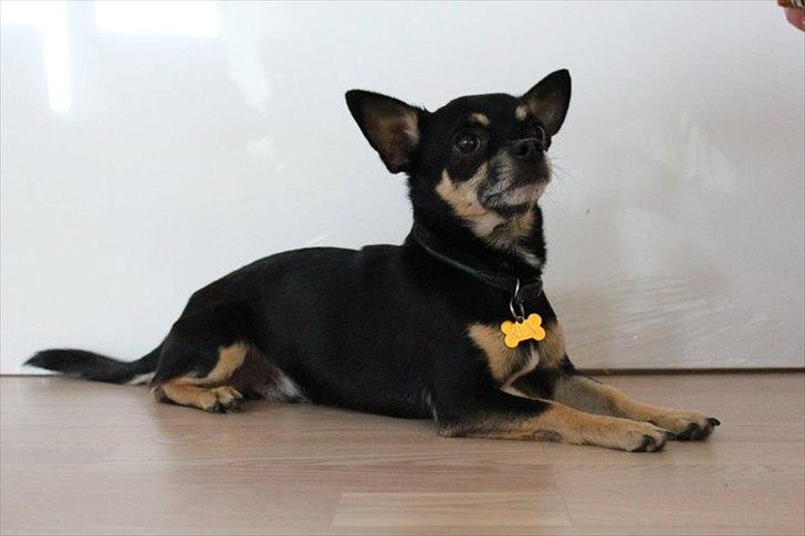 Chihuahua Rex billede 1