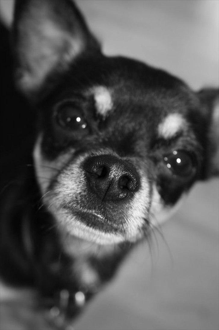 Chihuahua Rex billede 3