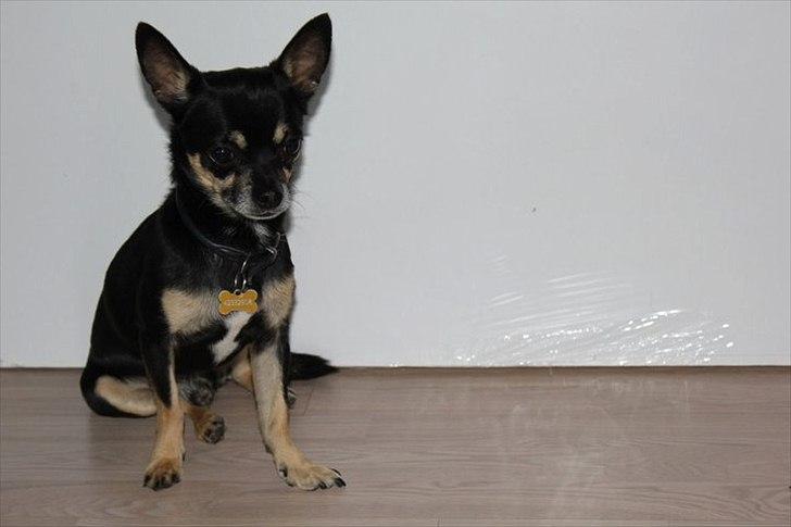 Chihuahua Rex billede 4