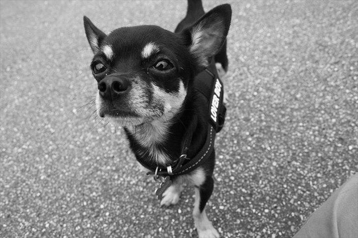 Chihuahua Rex billede 5