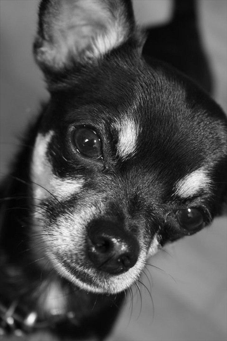 Chihuahua Rex billede 6