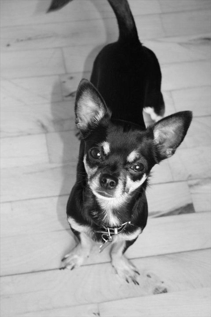 Chihuahua Rex billede 7